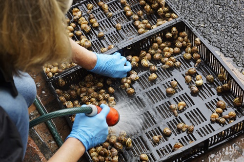 Hosing down the snails