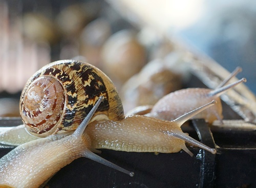 Cornu aspersum