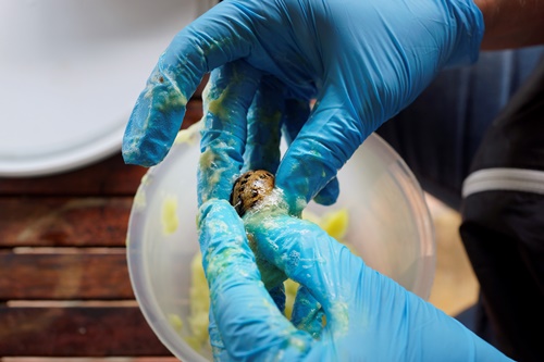 Extracting snail slime
