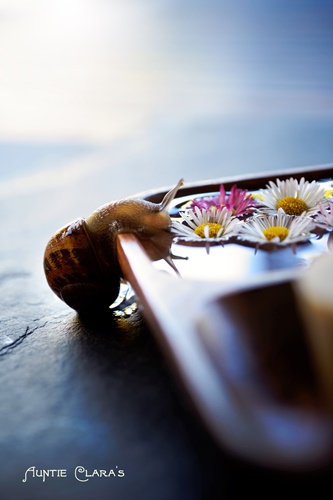 Snail bar
