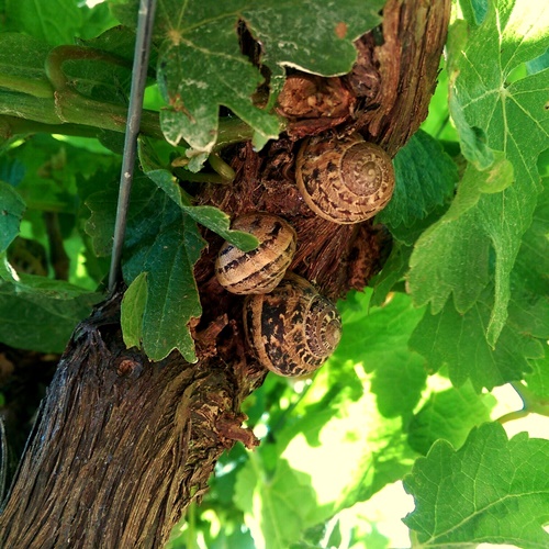 Cornu aspersum